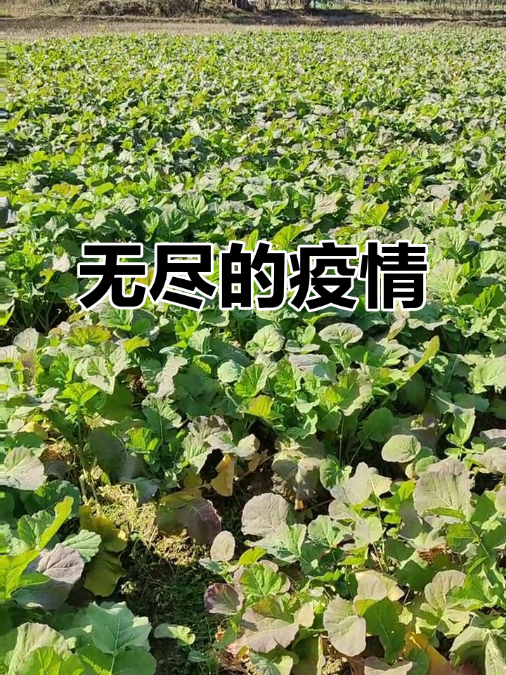 【种植基地疫情