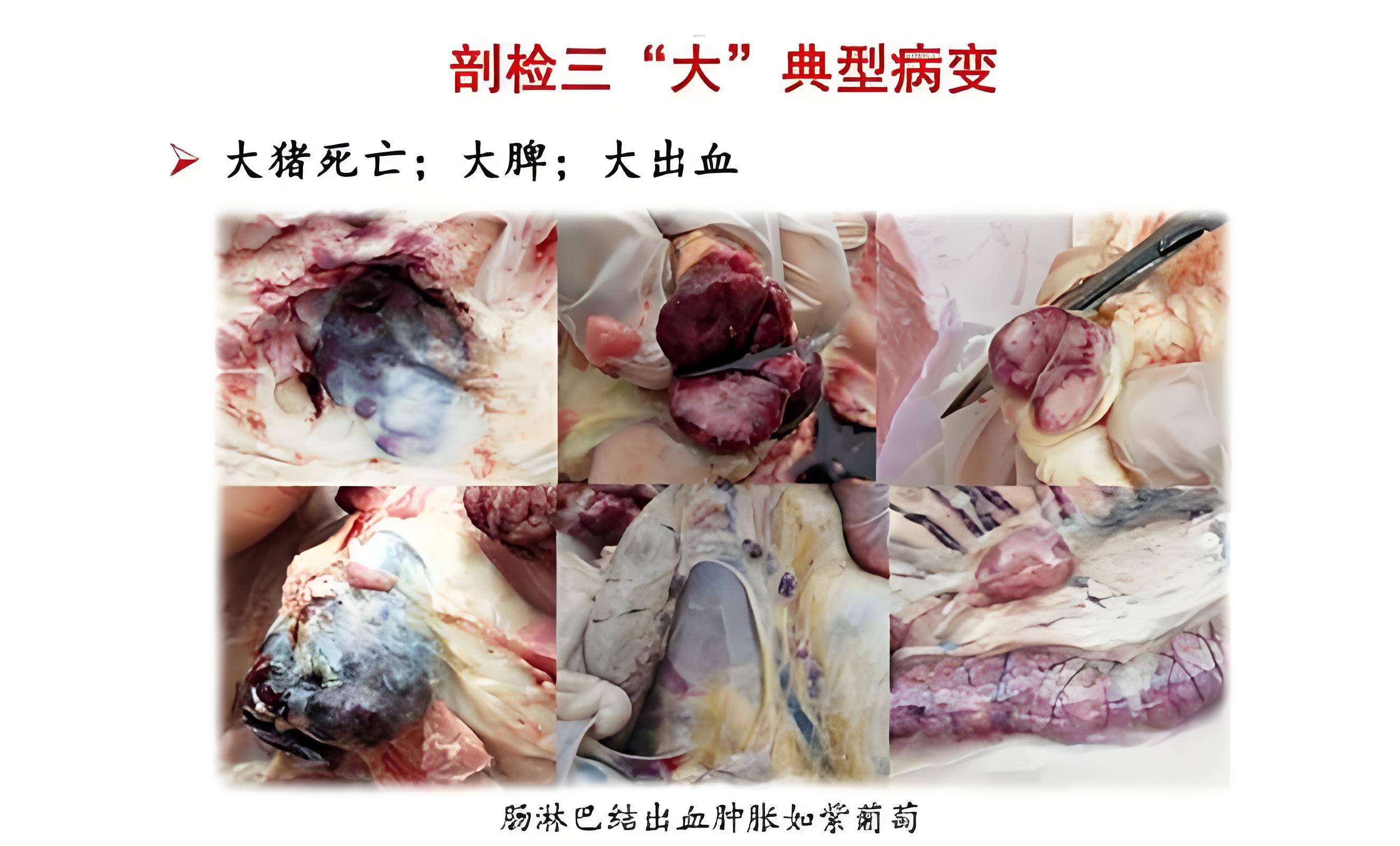 【猪疫情最新消息