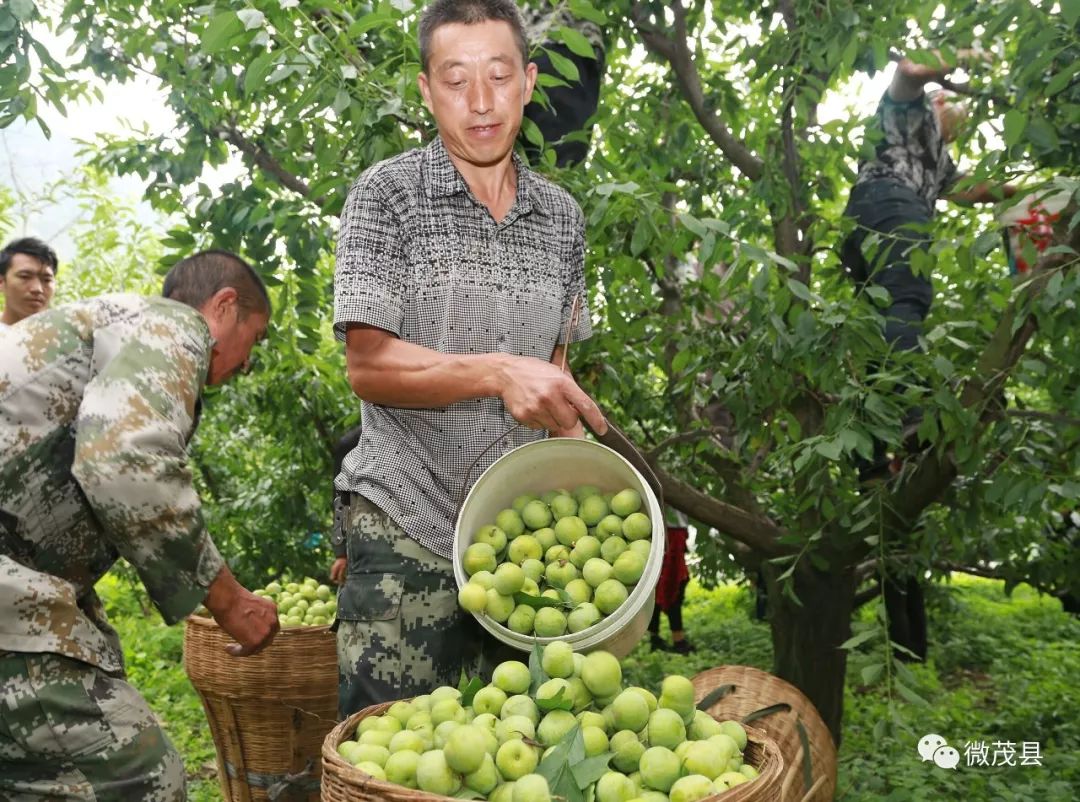 【四川茂县最新疫情通报，四川茂县今日新闻】