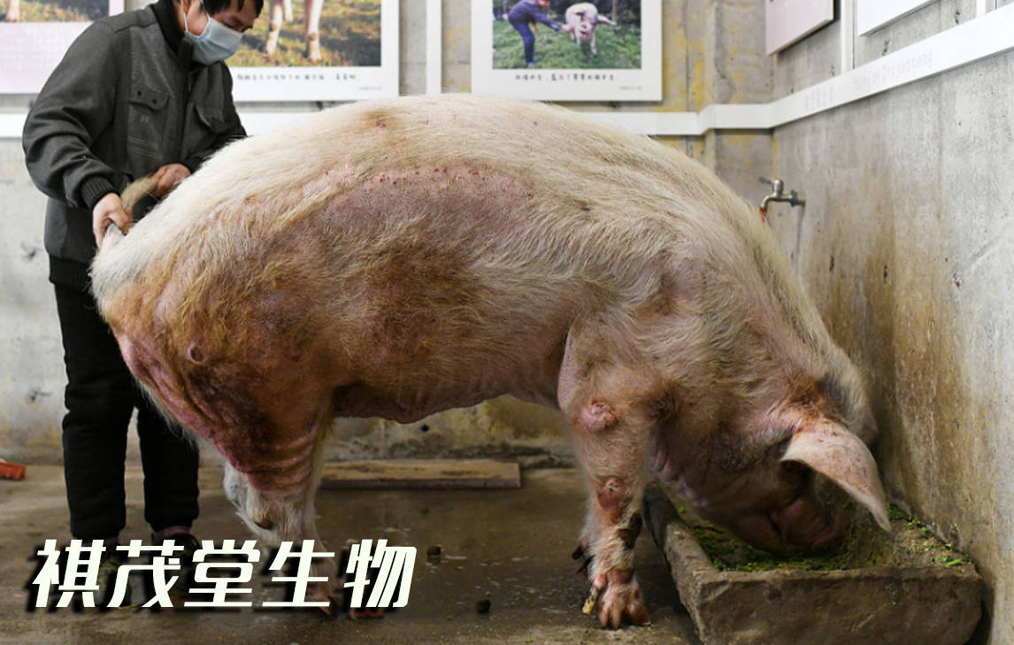 【猪最近有什么疫情，猪最近有什么疫情病毒】