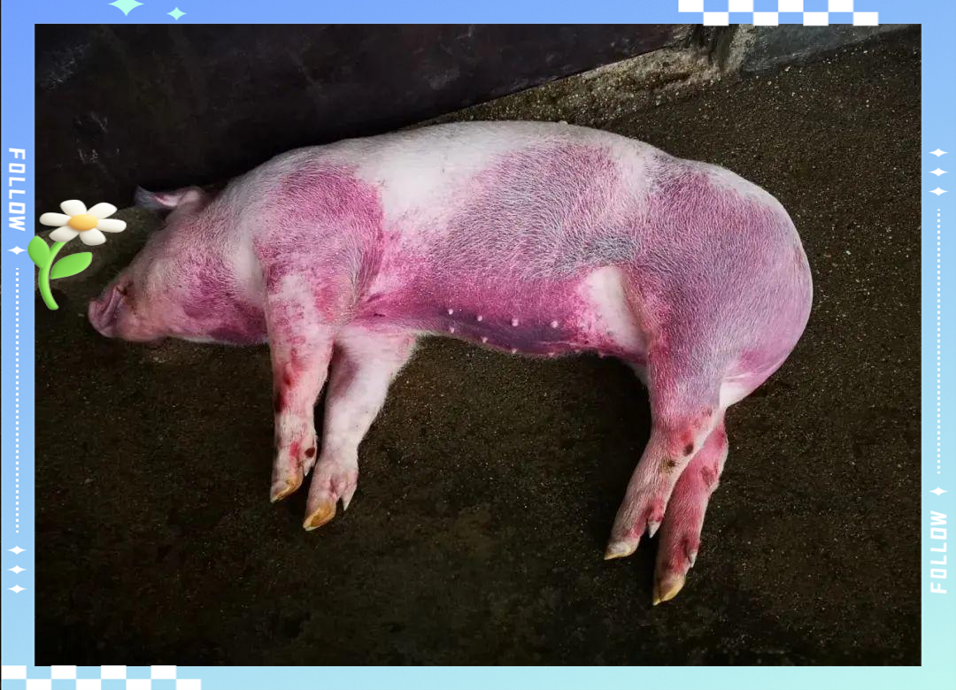 【猪瘟疫情_猪瘟疫情最近情况】