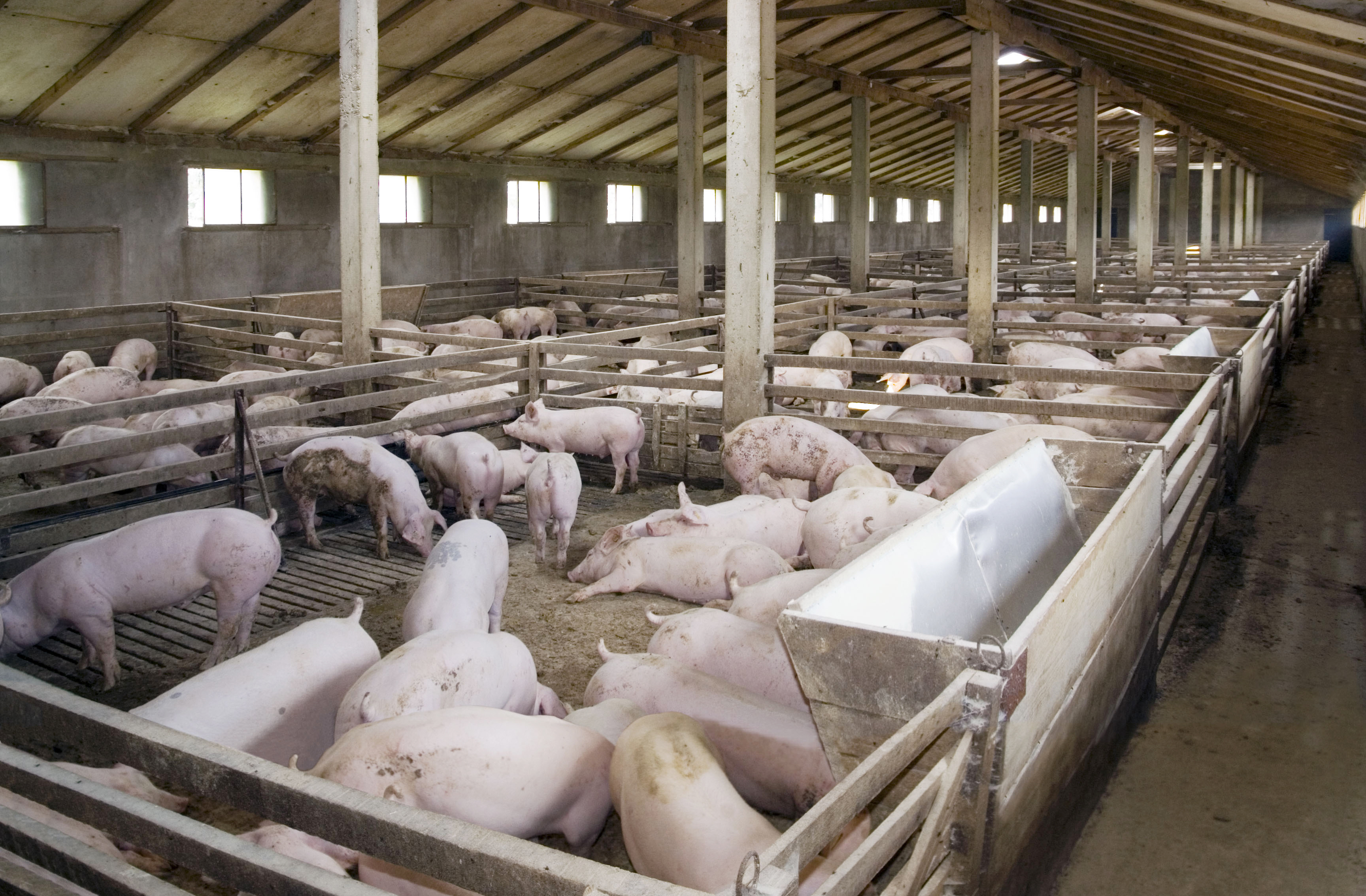 【猪瘟疫情最新图，猪瘟疫情症状图片】