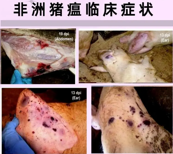 四川猪疫情最新消息视频】