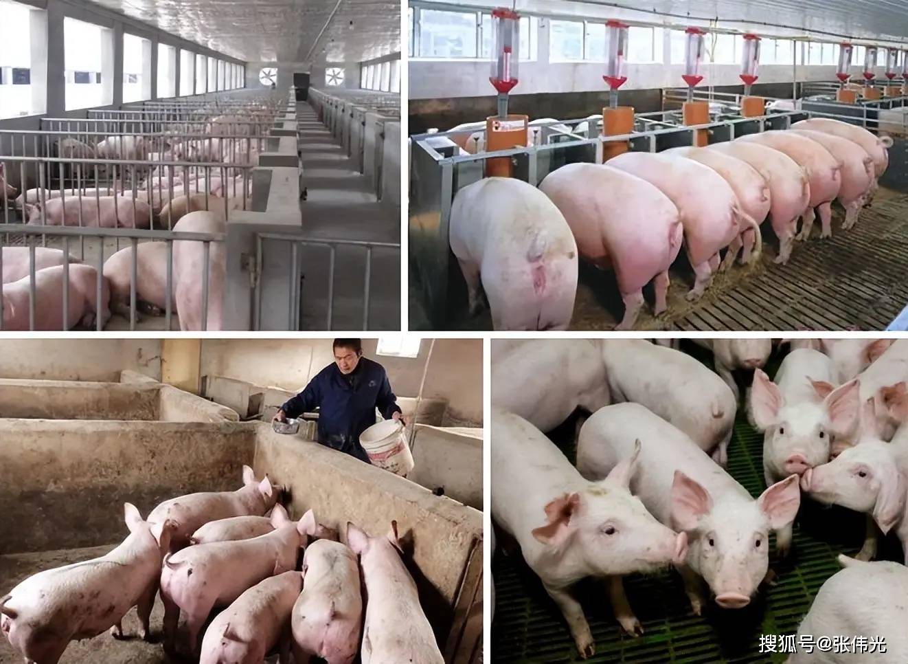 【河南生猪疫情_河南生猪疫情最新消息】