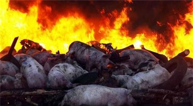 猪瘟疫情最近情况】 猪瘟疫情最近情况】