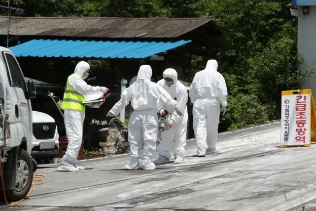 猪瘟疫情最近情况】 猪瘟疫情最近情况】