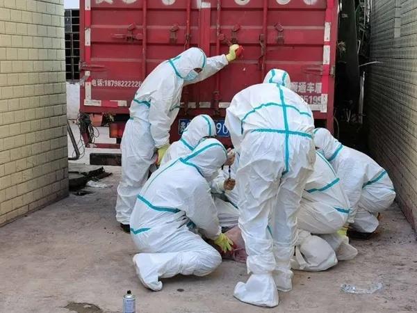 【猪瘟疫情新闻 【猪瘟疫情新闻