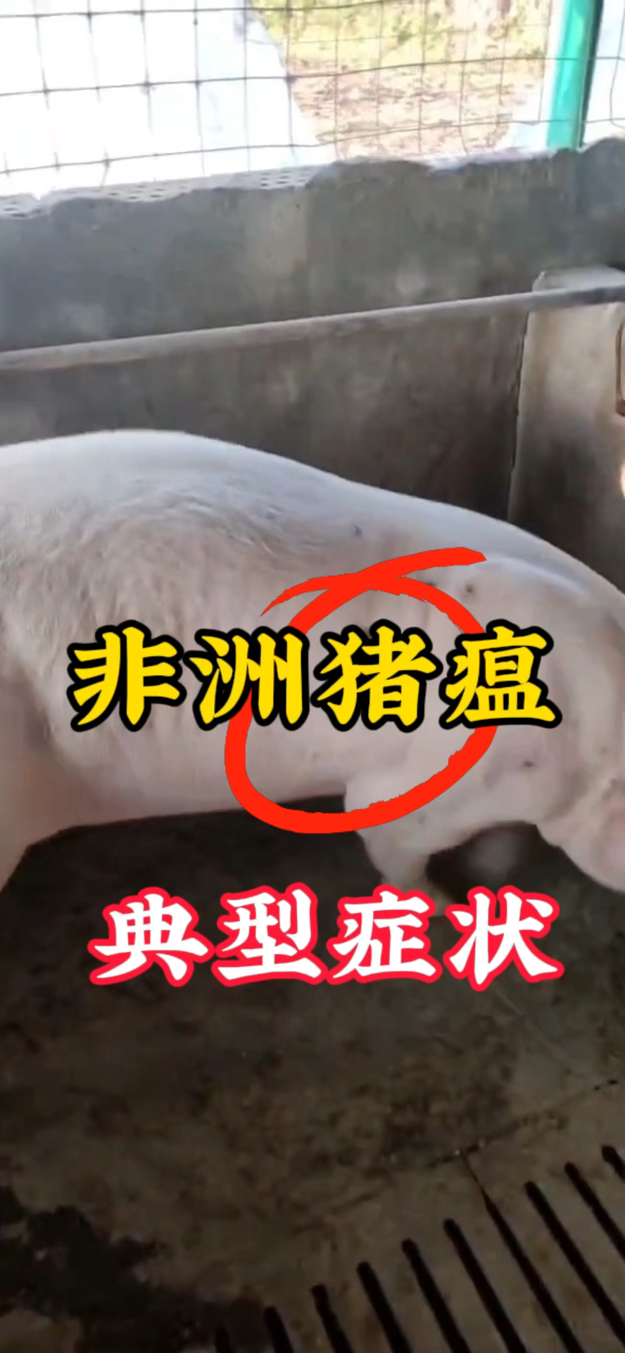 【非洲猪瘟疫情/非洲猪瘟疫情再度来袭】