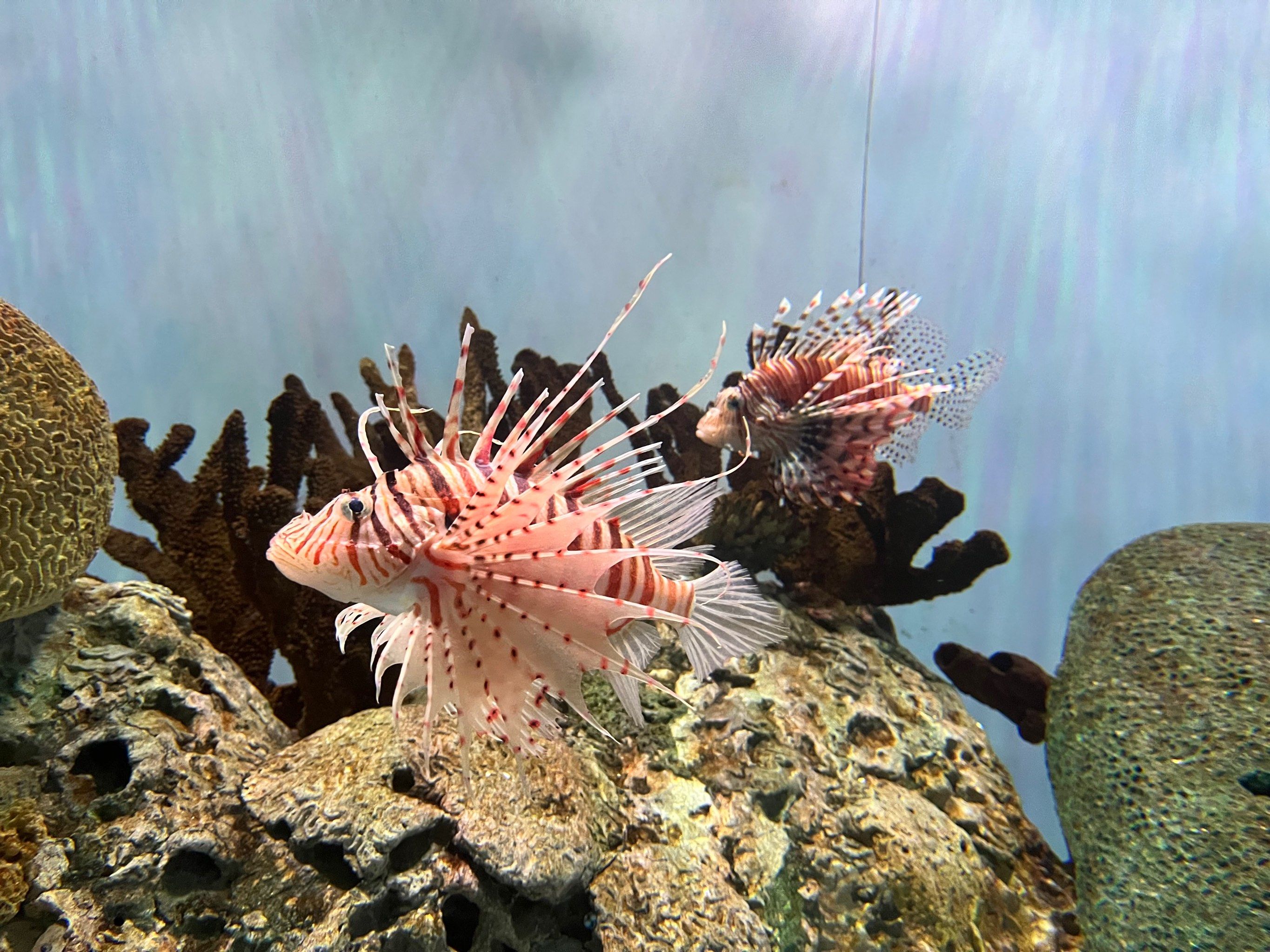 【北京海洋馆疫情