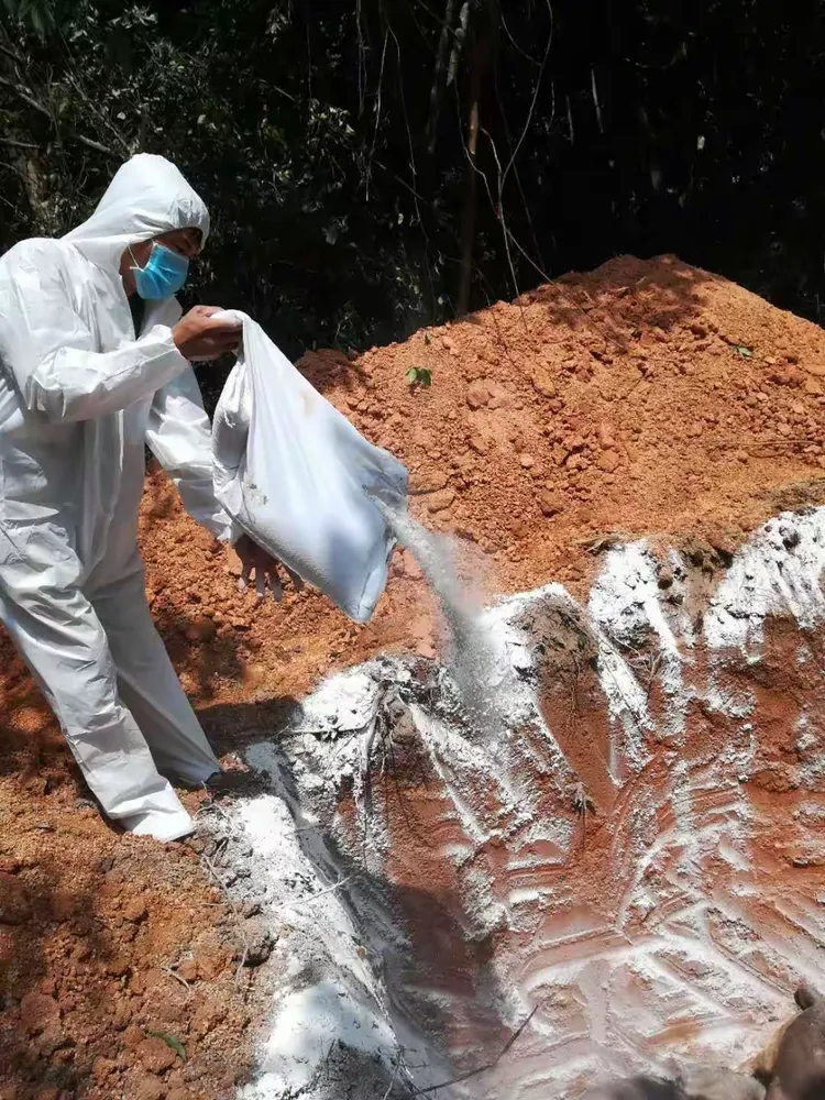【大连猪瘟疫情/大连猪肉价格今日猪价市生猪价格】 【大连猪瘟疫情/大连猪肉价格今日猪价市生猪价格】